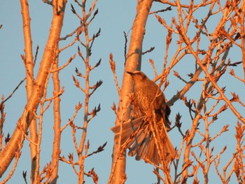 2022年12月25日(日) 見沼たんぼの野鳥観察記録