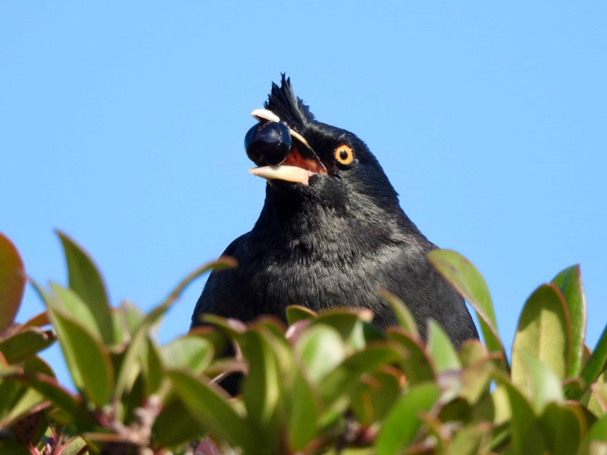 Photo of Crested Myna at 兵庫県明石市 by カモちゃん