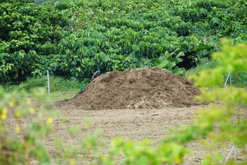 2018年3月15日(木) 石垣島の野鳥観察記録