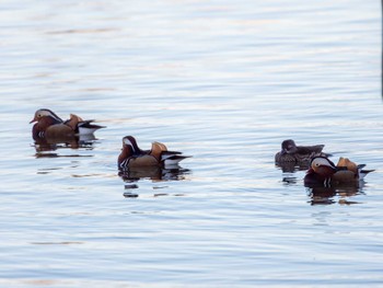 2022年12月25日(日) 相模原沈殿池の野鳥観察記録