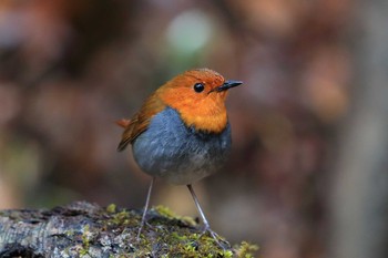 Japanese Robin Unknown Spots Sat, 5/13/2017