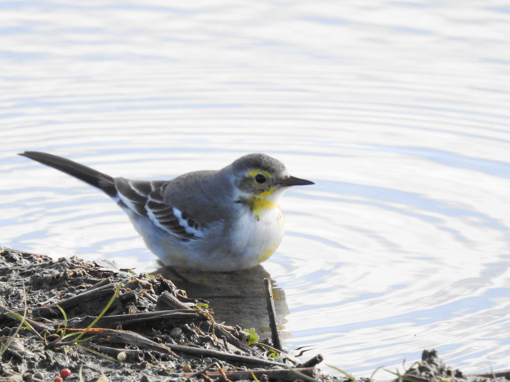 Photo of Citrine Wagtail at 愛知県愛西市立田町 by どらお