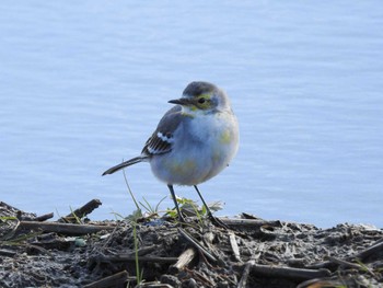 Citrine Wagtail 愛知県愛西市立田町 Sun, 12/25/2022