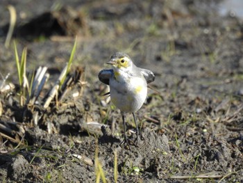 Citrine Wagtail 愛知県愛西市立田町 Sun, 12/25/2022