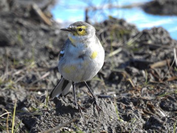 Citrine Wagtail 愛知県愛西市立田町 Sun, 12/25/2022