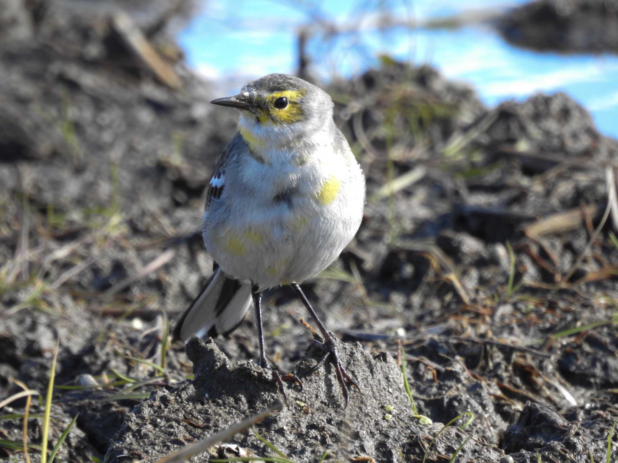 Photo of Citrine Wagtail at 愛知県愛西市立田町 by どらお