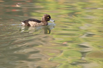 Tufted Duck 岸和田市内 Sun, 11/27/2022