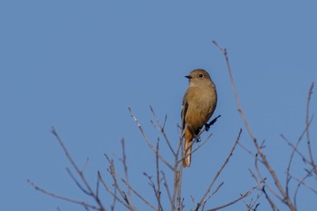 2022年12月25日(日) 都立青山霊園の野鳥観察記録