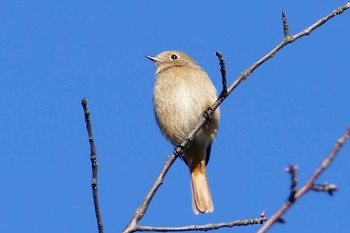 Daurian Redstart 東京都 Sun, 12/25/2022