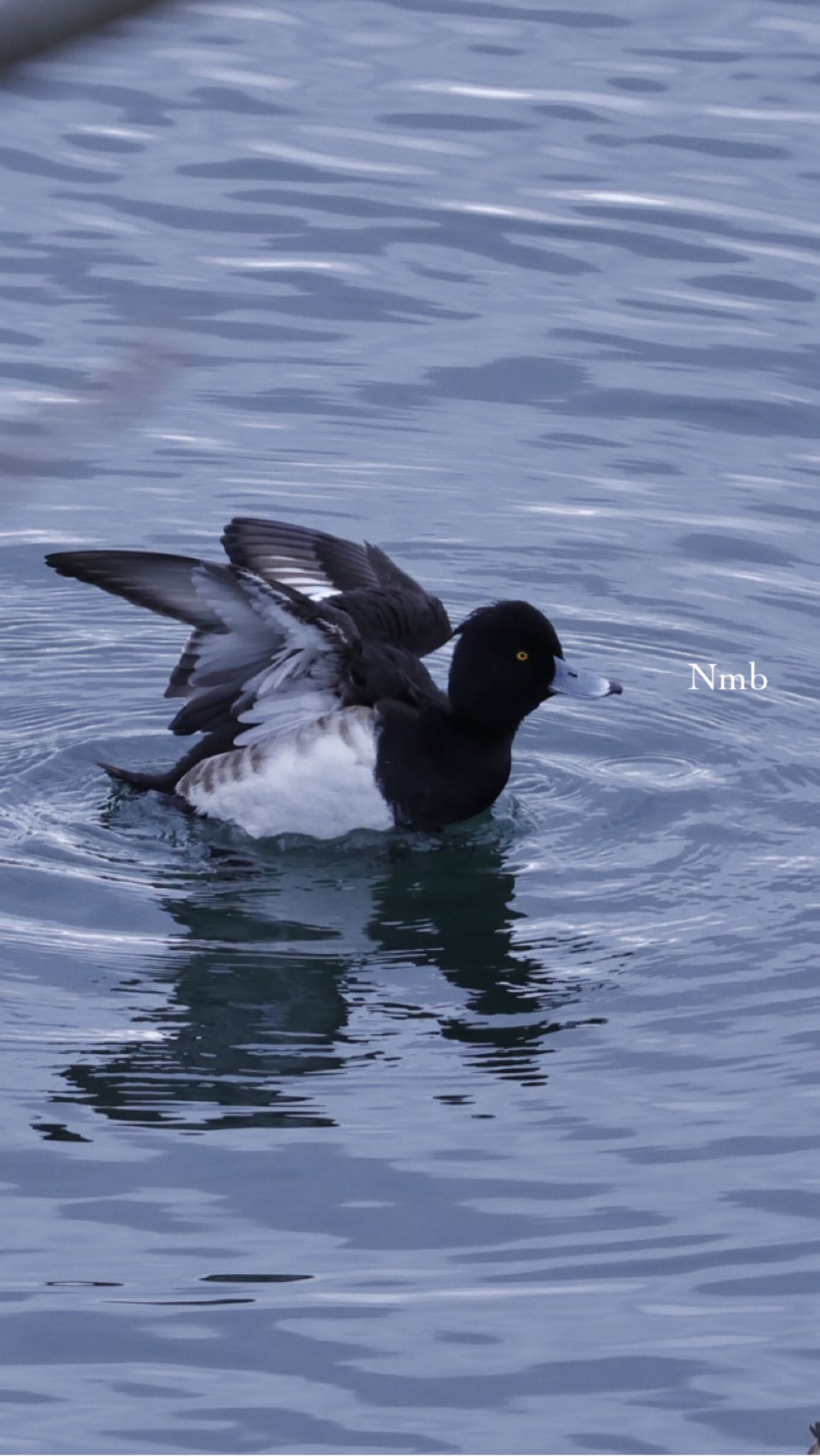 Photo of Tufted Duck at  by soul.number.358