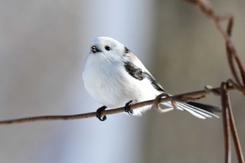 Long-tailed tit(japonicus) 千歳市 Sun, 12/18/2022