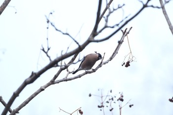 Eurasian Bullfinch くろんど池 Sun, 12/25/2022