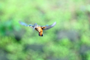 カワセミ 野川 撮影日未設定