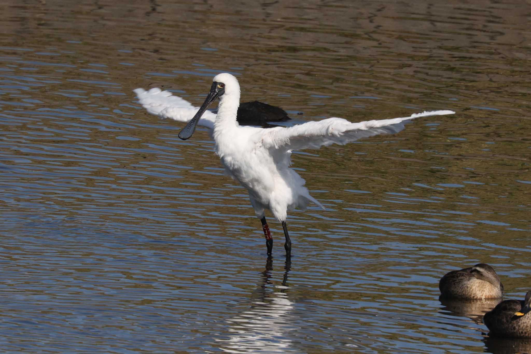 Photo of Black-faced Spoonbill at 隼人町干拓地 by トビトチヌ