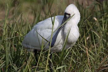 Black-faced Spoonbill 隼人町干拓地 Mon, 12/12/2022