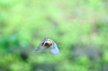 カワセミ 野川 撮影日未設定