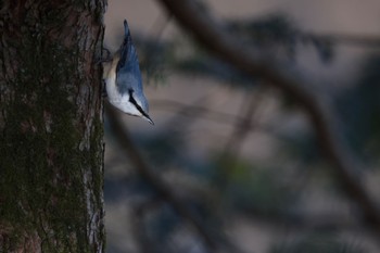 ゴジュウカラ 埼玉県民の森 2022年12月25日(日)