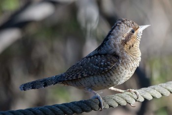 Eurasian Wryneck Kodomo Shizen Park Sun, 12/25/2022