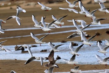 2022年12月25日(日) 高松干潟(四日市)の野鳥観察記録