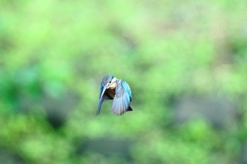 カワセミ 野川 撮影日未設定