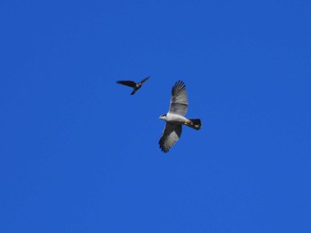 2022年12月24日(土) 黒浜沼の野鳥観察記録