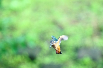 カワセミ 野川 撮影日未設定