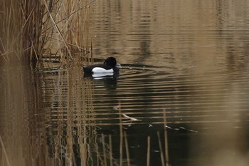 キンクロハジロ 葛西臨海公園 2018年3月11日(日)