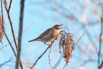 Pale Thrush Miyagi Kenminnomori Sun, 12/25/2022