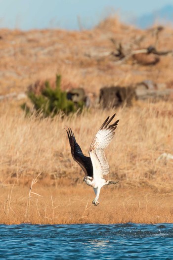 Osprey 蒲生干潟(仙台市) Sun, 12/25/2022