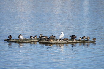 2022年12月25日(日) 多摩川の野鳥観察記録