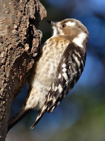 2022年12月23日(金) 座間谷戸山公園の野鳥観察記録