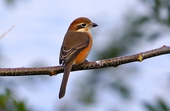 Bull-headed Shrike 大和川 Sun, 12/25/2022