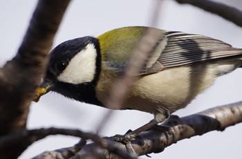 Japanese Tit 万代池 Sun, 12/25/2022