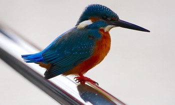 Common Kingfisher 茶臼山 Sun, 12/25/2022