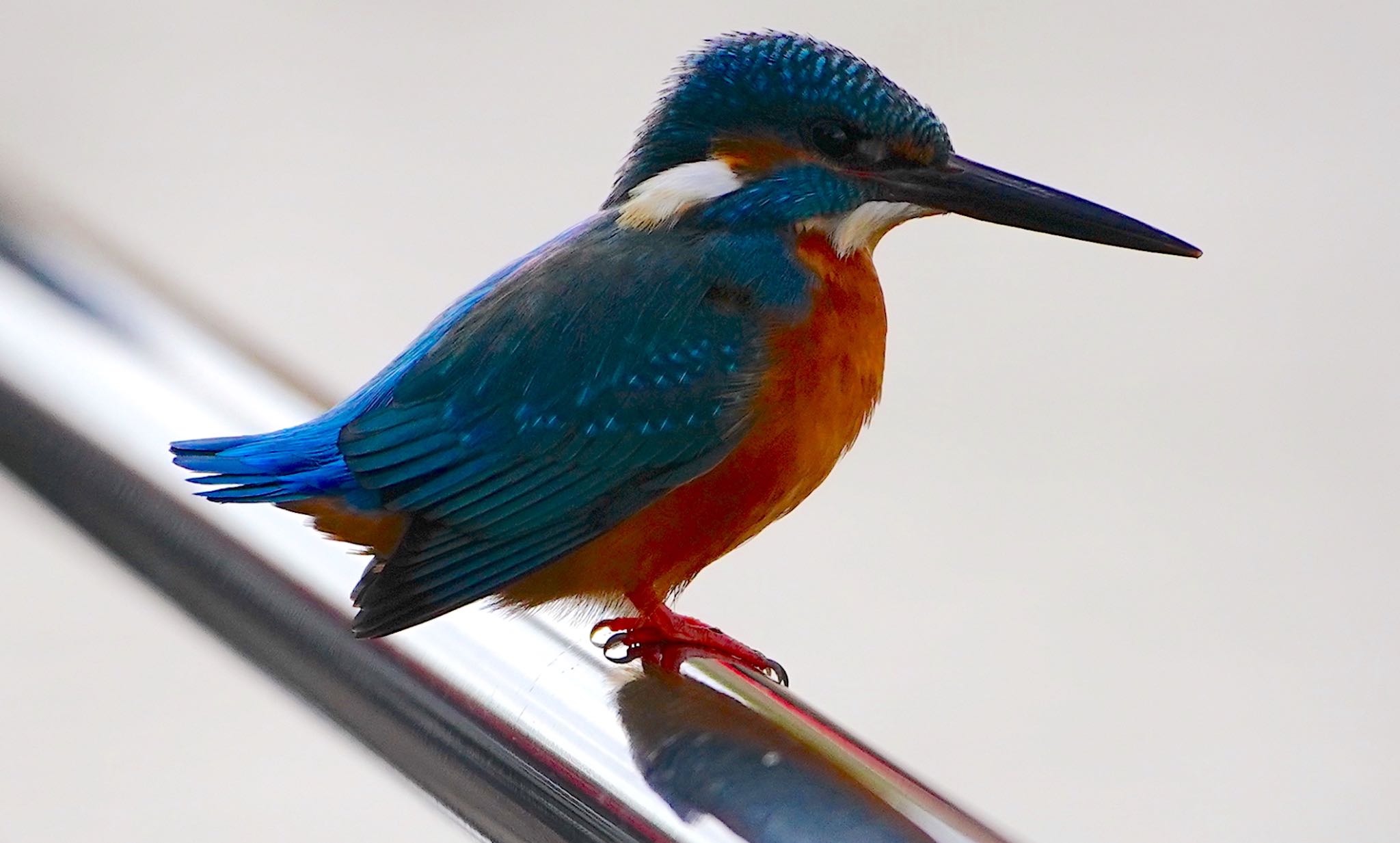 Photo of Common Kingfisher at 茶臼山 by アルキュオン