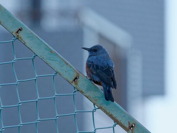 Blue Rock Thrush ベランダから Sun, 12/25/2022