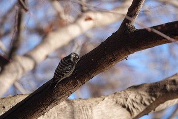 Japanese Pygmy Woodpecker 井頭公園 Sun, 12/25/2022