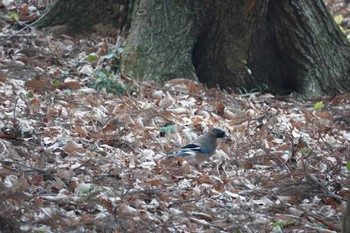 Eurasian Jay 井頭公園 Sun, 12/25/2022