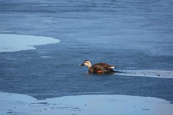 Eastern Spot-billed Duck 井頭公園 Sun, 12/25/2022