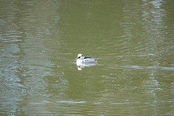 Smew 井頭公園 Sun, 12/25/2022