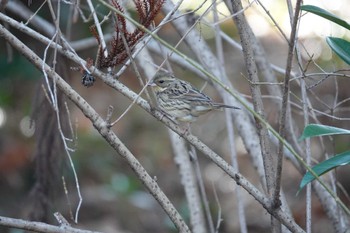 Masked Bunting 井頭公園 Sun, 12/25/2022