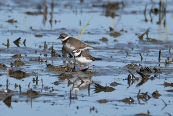 Semipalmated Plover 愛知県 Sun, 11/6/2022