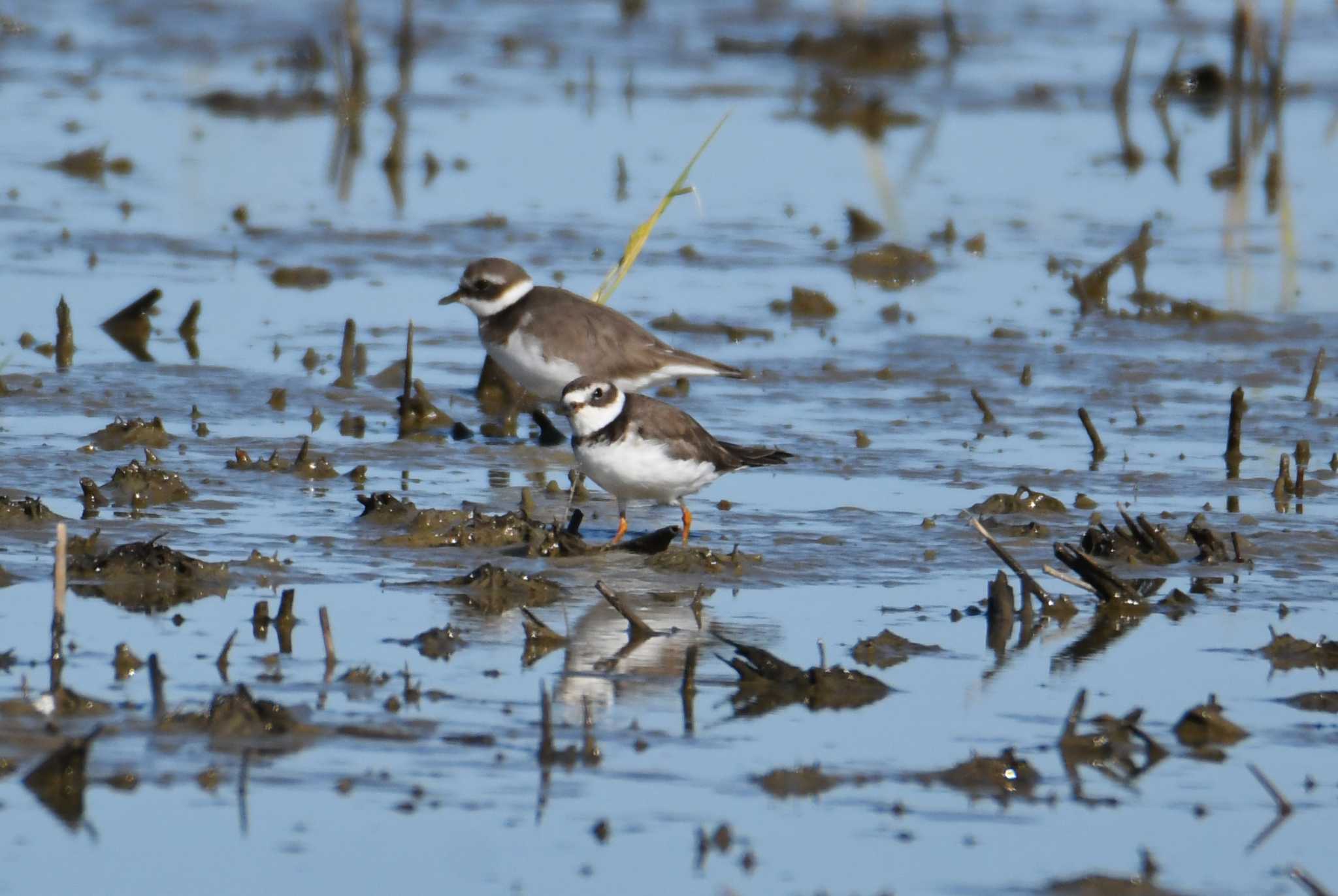 Photo of Semipalmated Plover at 愛知県 by あひる