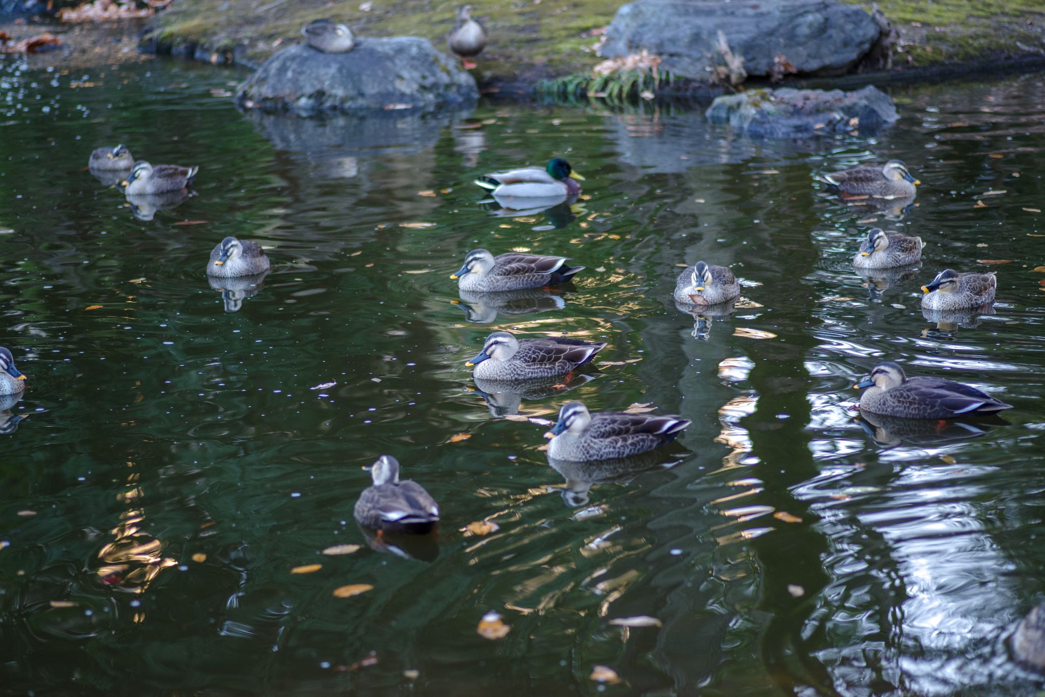 国会前庭 マガモの写真 by Marco Birds