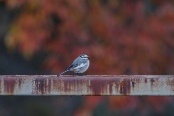 White Wagtail 国会前庭 Sat, 12/24/2022