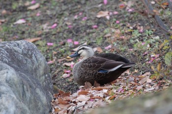 Eastern Spot-billed Duck 国会前庭 Sat, 12/24/2022