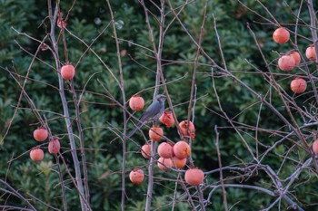 Brown-eared Bulbul 国会前庭 Sat, 12/24/2022