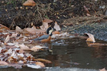 Varied Tit 国会前庭 Sat, 12/24/2022