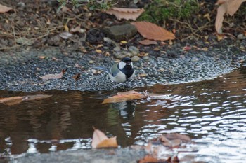 Japanese Tit 国会前庭 Sat, 12/24/2022