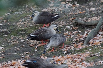 Eastern Spot-billed Duck 国会前庭 Sat, 12/24/2022